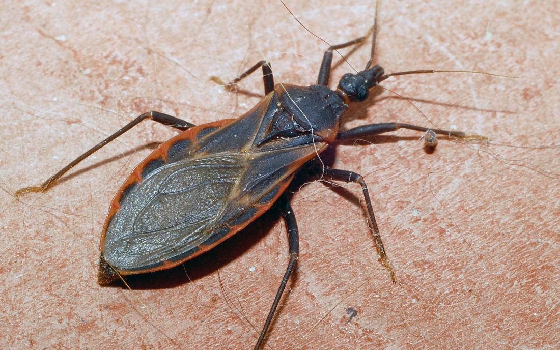 a kissing bug on some skin. Image credit: Glenn Seplak, 2007