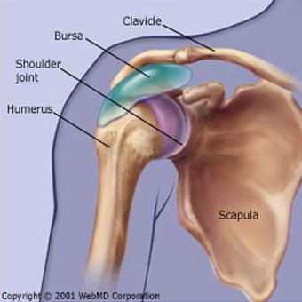 Illustration of shoulder anatomy.