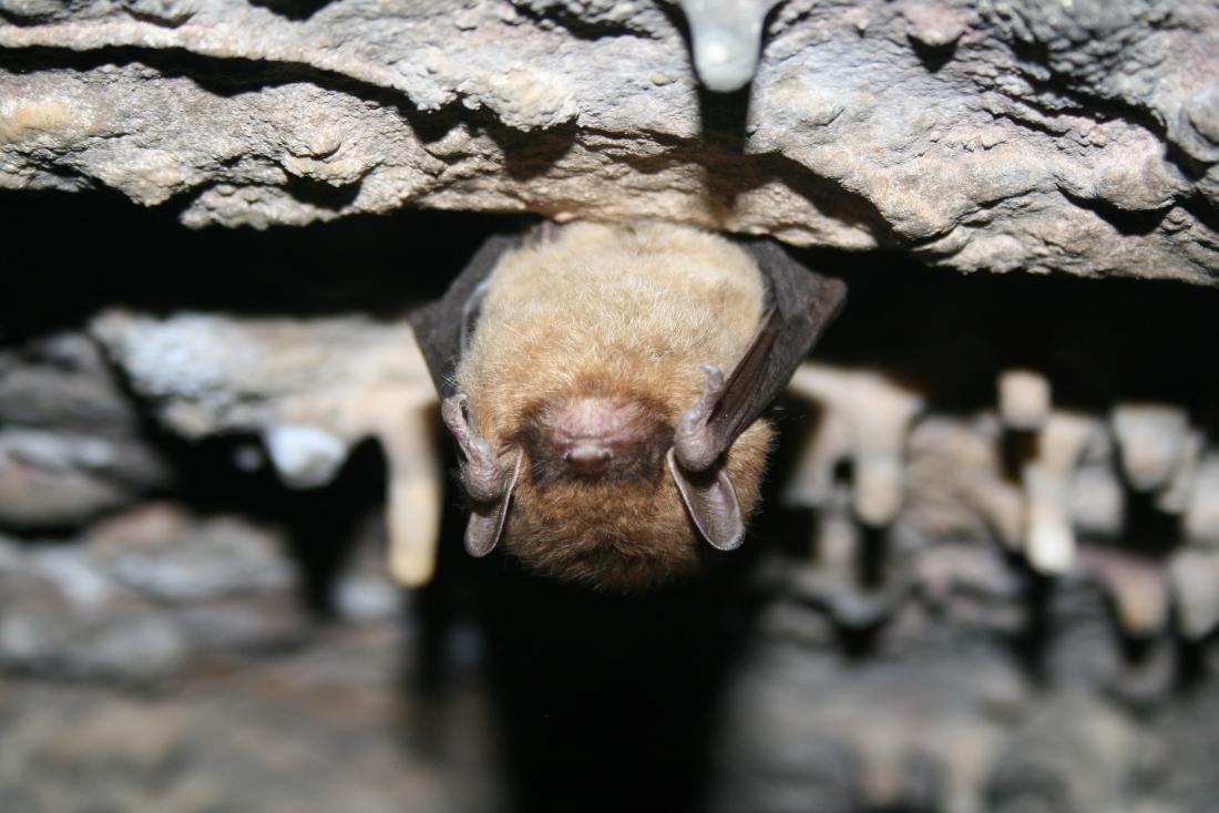 little brown bat hibernating