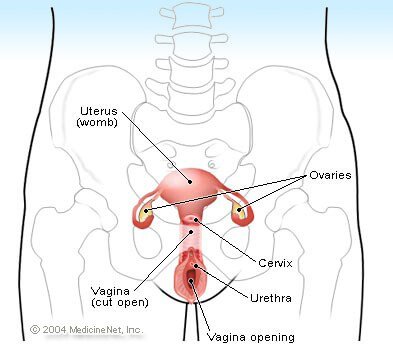 Illustration of the Female Reproductive System