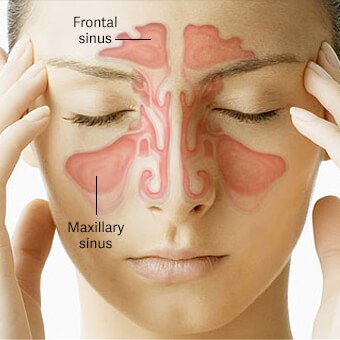 Sinus cavities provide air filtration and contribute to the strength of the skull.