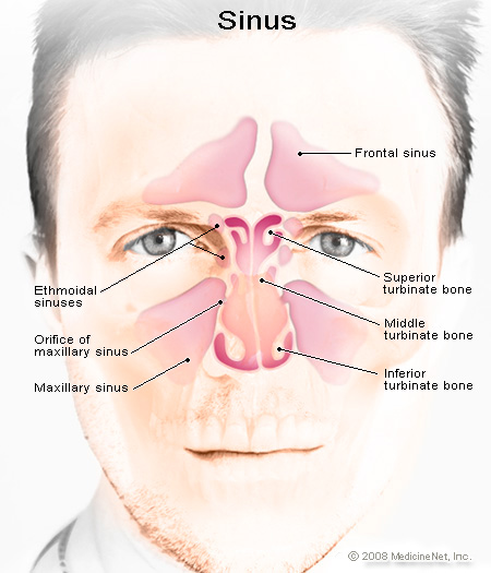 Picture of the anatomy of the sinuses