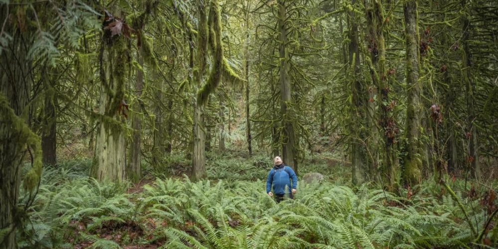Can &#8216;forest bathing&#8217; reduce stress levels?