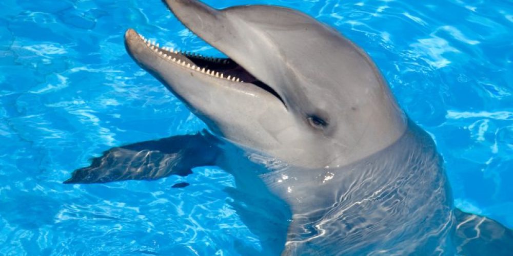 Even Dolphins Are Threatened by Antibiotic-Resistant &#8216;Superbugs&#8217;