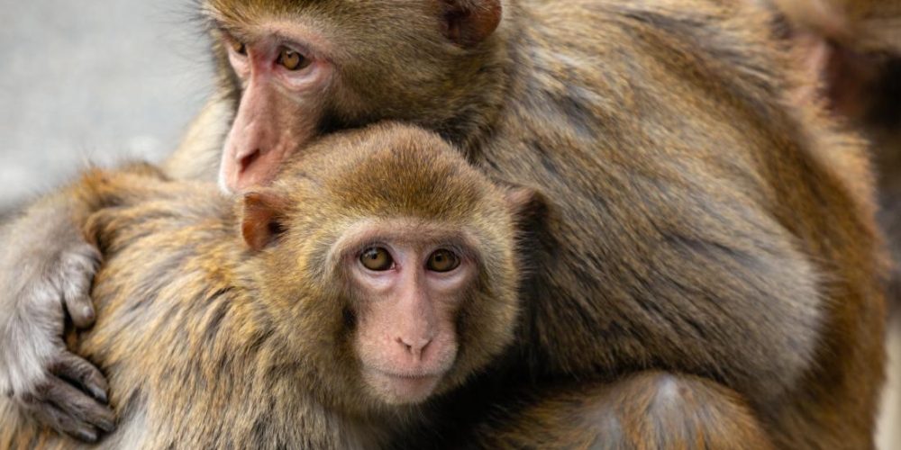 Monkeys: Past social stress impacts genes, health