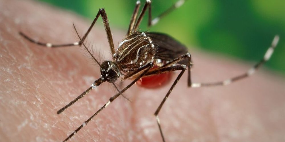 Researchers Alter Mosquitoes to Resist Dengue Infection