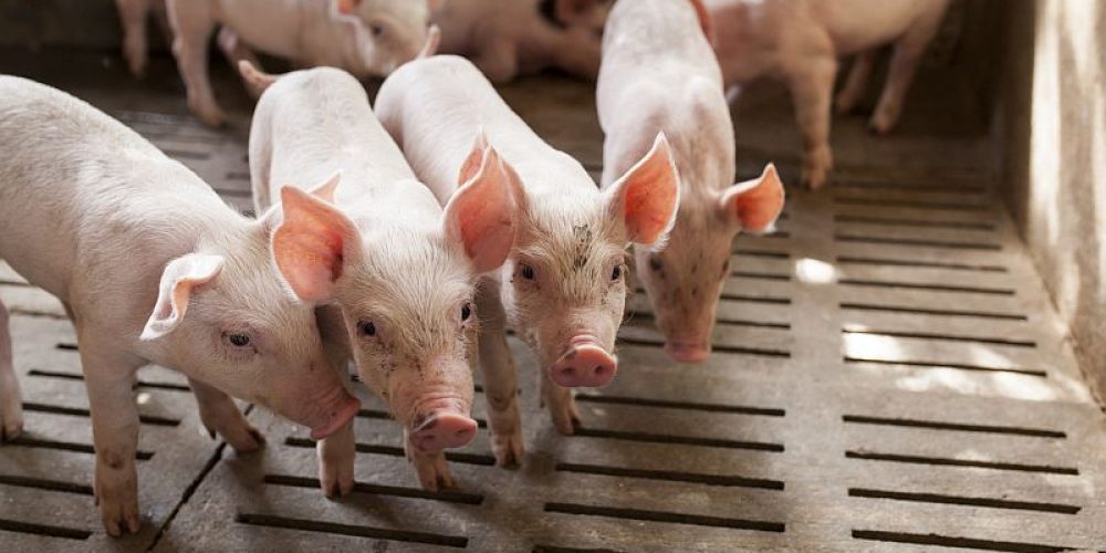 Scientists Bring Pig&#8217;s Brain, Dead 4 Hours, Back to &#8216;Cellular Activity&#8217;