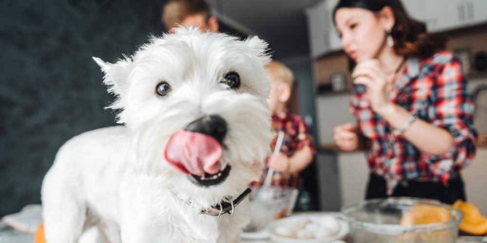 Which people foods are safe for dogs?