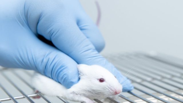Can Alzheimer’s Be Spread? Mouse Study Hints It’s Possible