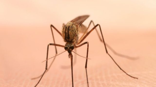 Could 9 in 10 Cases of Dengue Be Prevented?