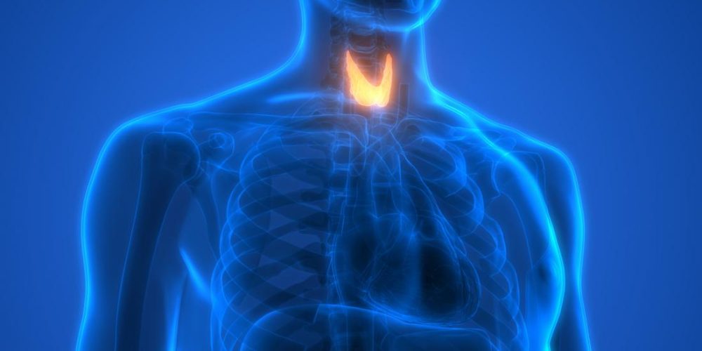 How are thyroid and cholesterol related?
