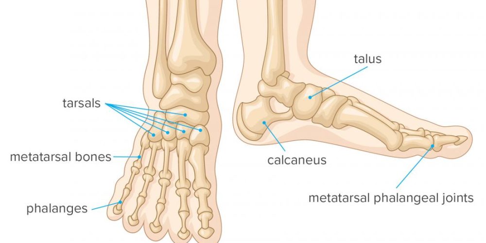 Foot bones: Everything you need to know