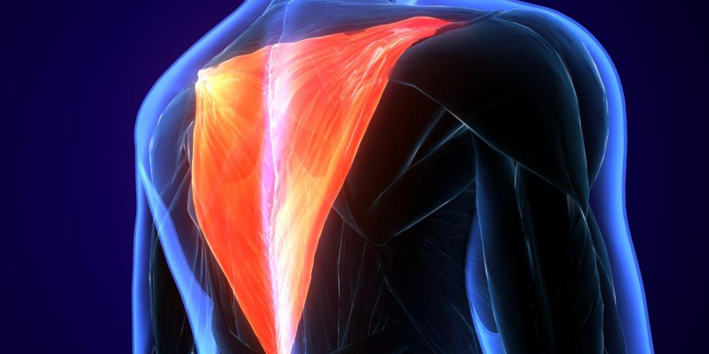 What is the trapezius muscle?