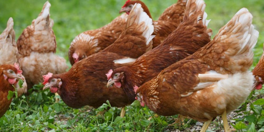 What to know about free-range eggs
