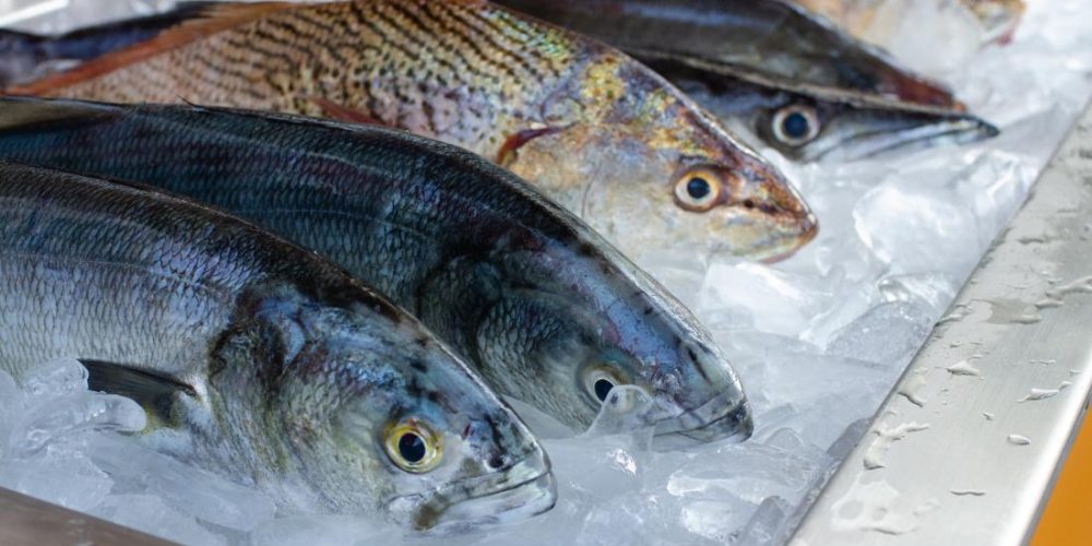 Why fish may become more toxic than ever