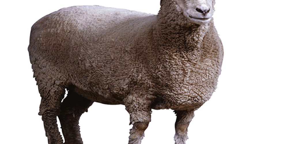 World&#8217;s Oldest Stored Semen Successfully Used to Breed Sheep