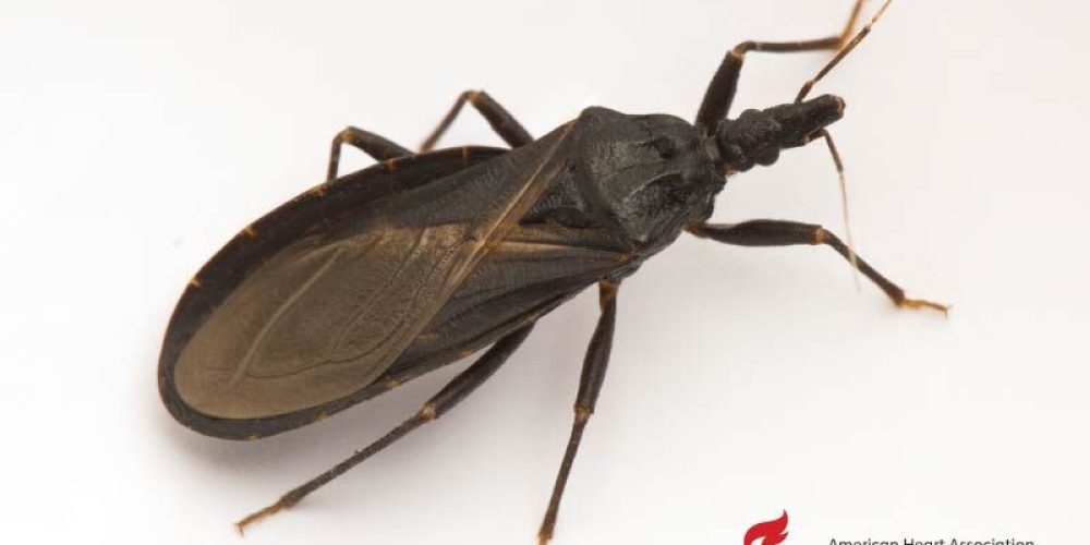 AHA News: Should You Be Worried About Blood-Hungry &#8216;Kissing Bugs&#8217;?