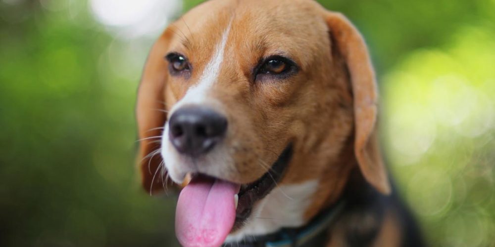 Are dogs better at detecting cancer &#8216;than advanced technology?&#8217;
