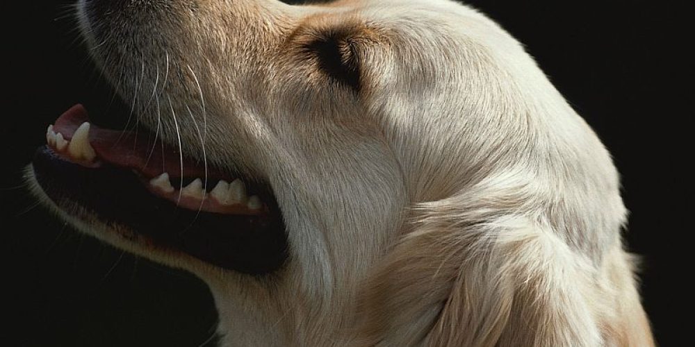 Canine Bone Cancer Vaccine Hints at a Human Version