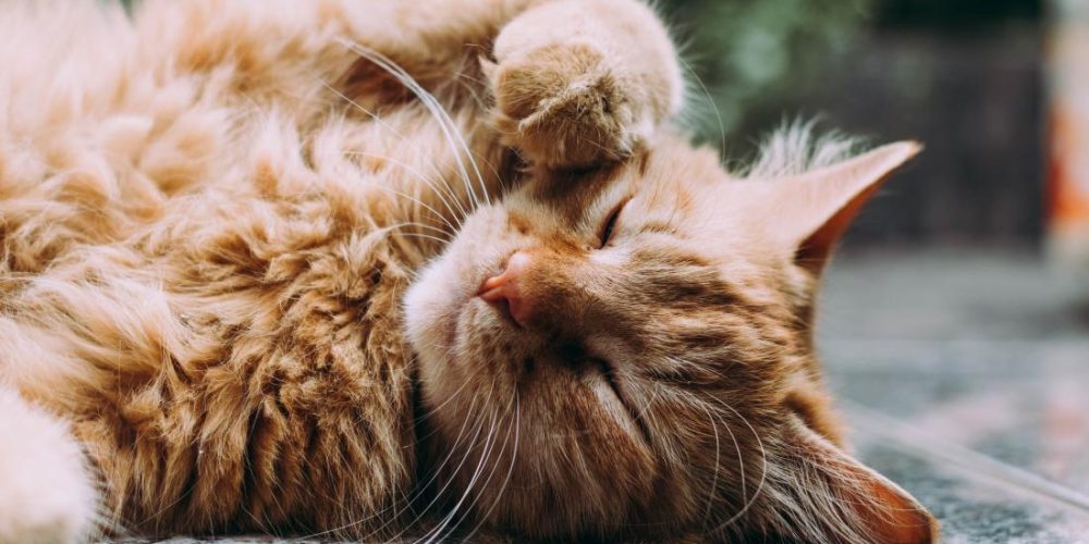 Cat lovers, this is how a feline friend can boost your health