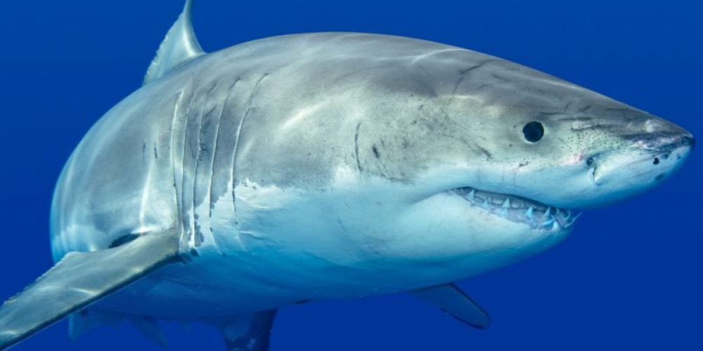 Don&#8217;t Fear, Shark Attacks Remain Rare