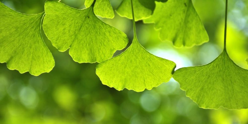 Ginkgo seeds may help keep skin blemish-free, but there&#8217;s a catch