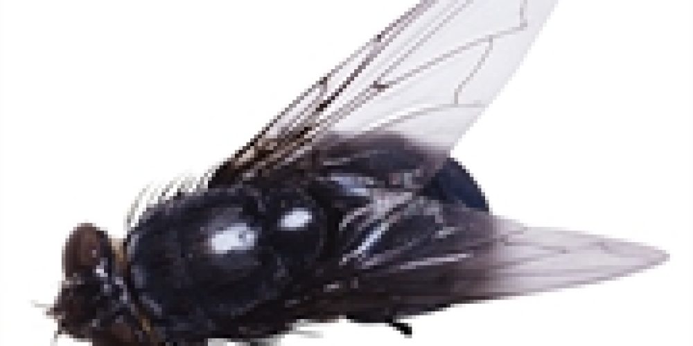 Houseflies: Just How Bad Are They for Your Health?