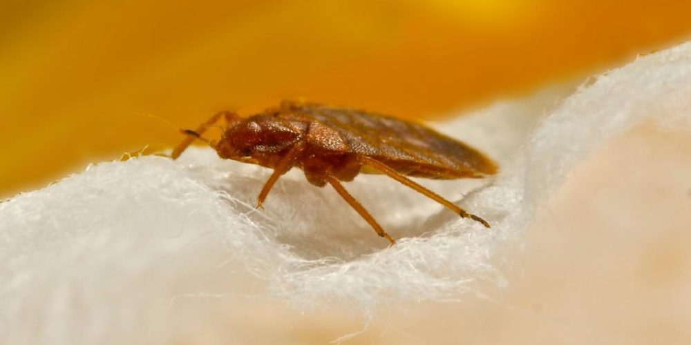 How to identify fleabites and bed bug bites