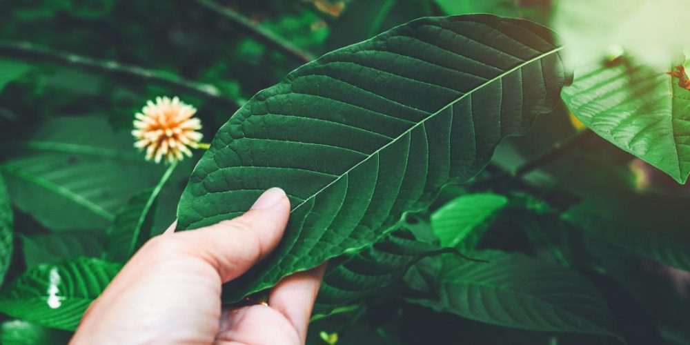 Kratom: Everything you need to know