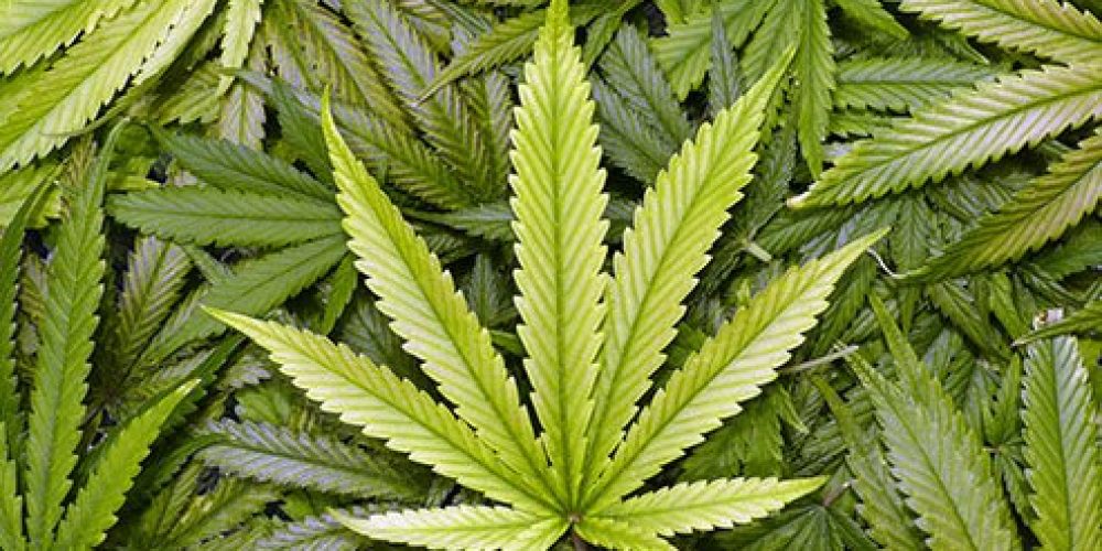 Medical Marijuana (Medical Cannabis)