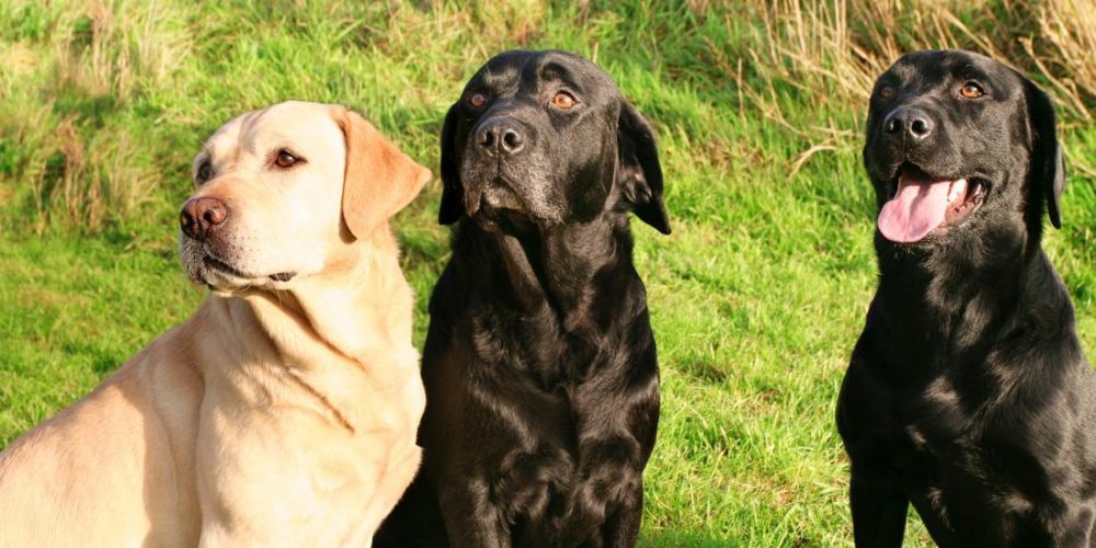 New research finds better way of calculating dogs&#8217; real ages