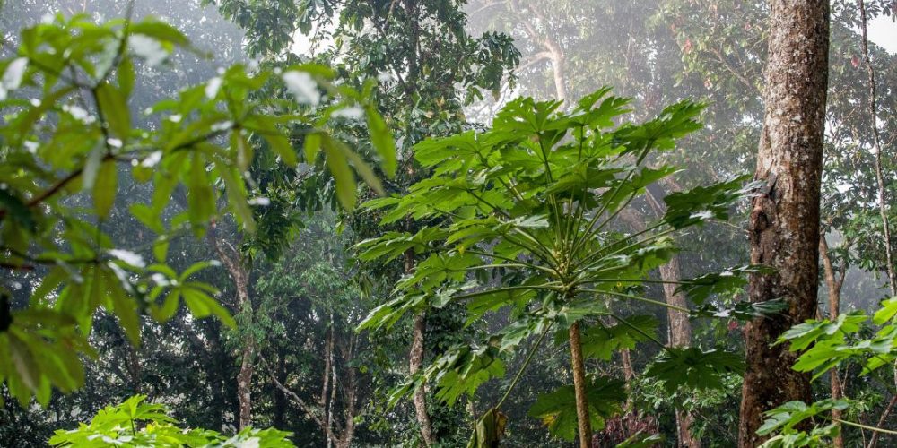 Rainforest vine compound kills resilient cancer cells