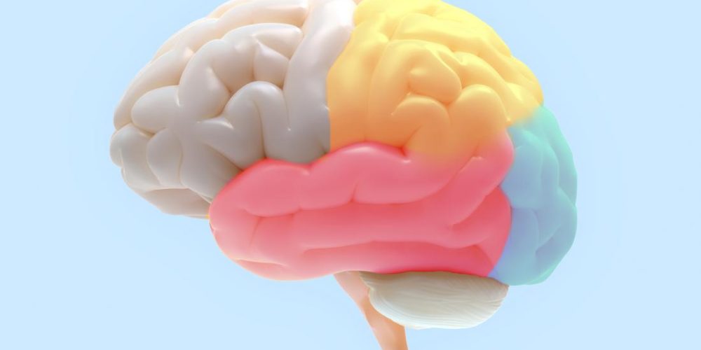 Scientists find brain area that inhibits fear