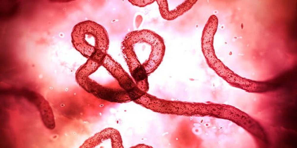 To Fight Ebola Virus, Researchers Turn to Survivors&#8217; Blood