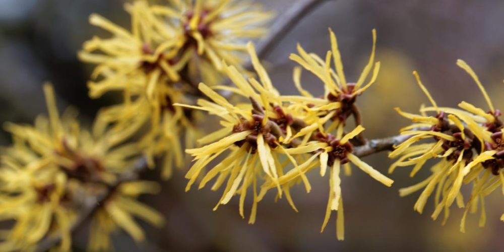 What are the benefits of witch hazel?