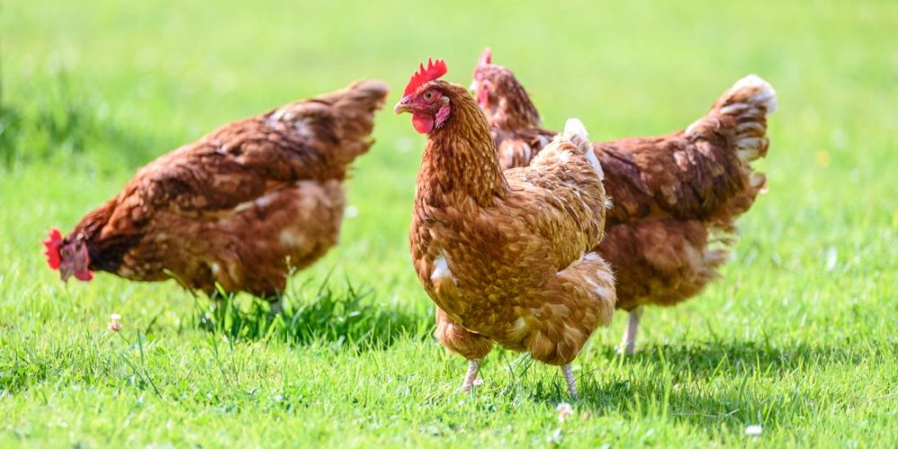 What to know about chicken allergies