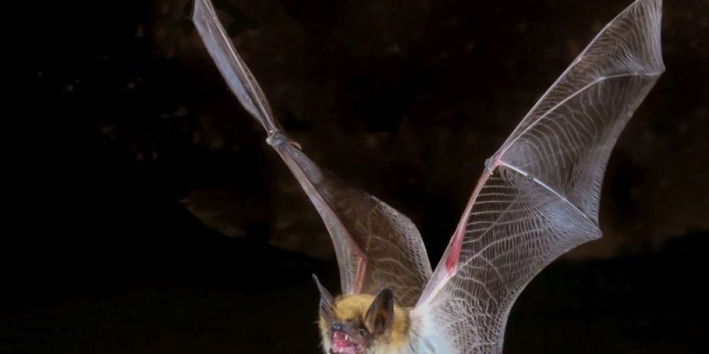 Bats Are Biggest Rabies Danger, CDC Says