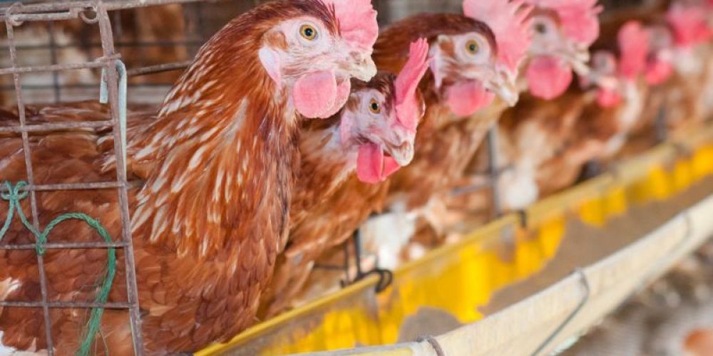 Organic Chicken Less Likely to Harbor a Dangerous &#8216;Superbug&#8217;