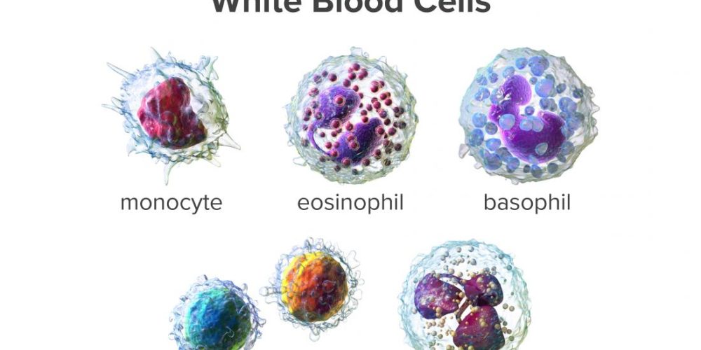 What to know about white blood cells