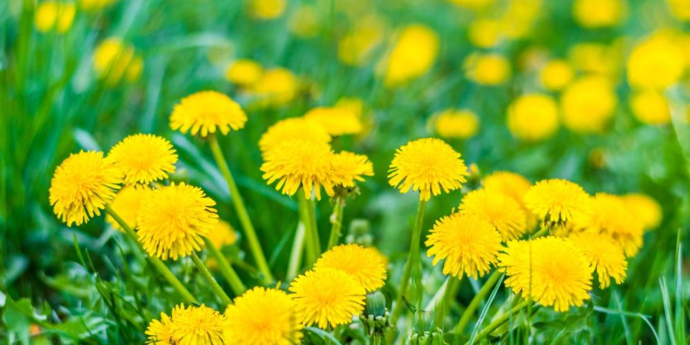 10 health benefits of dandelion