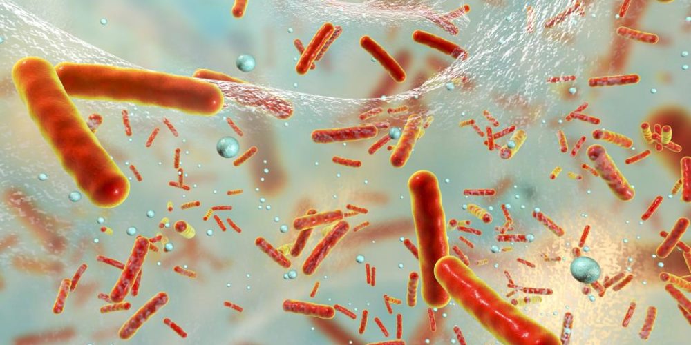 Do gut bacteria affect bowel cancer development?