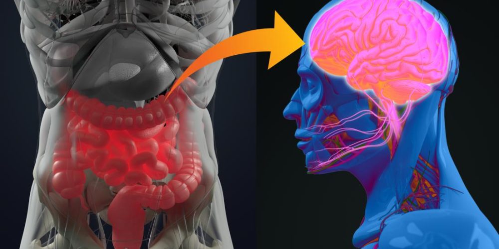 How inflammation and gut bacteria influence autism