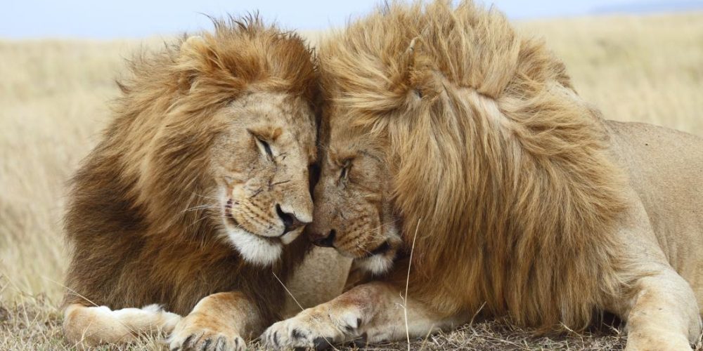 Same-sex sexual behavior in animals: Do we have it all wrong?
