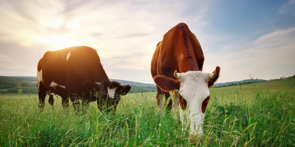 What are the benefits of grass-fed butter?