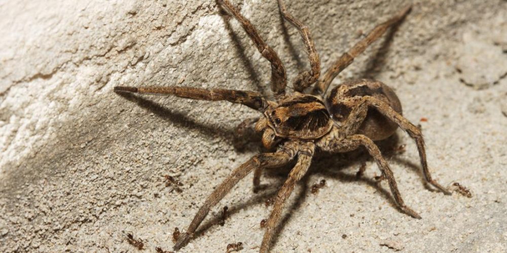 What does a wolf spider bite look like? Is it dangerous?