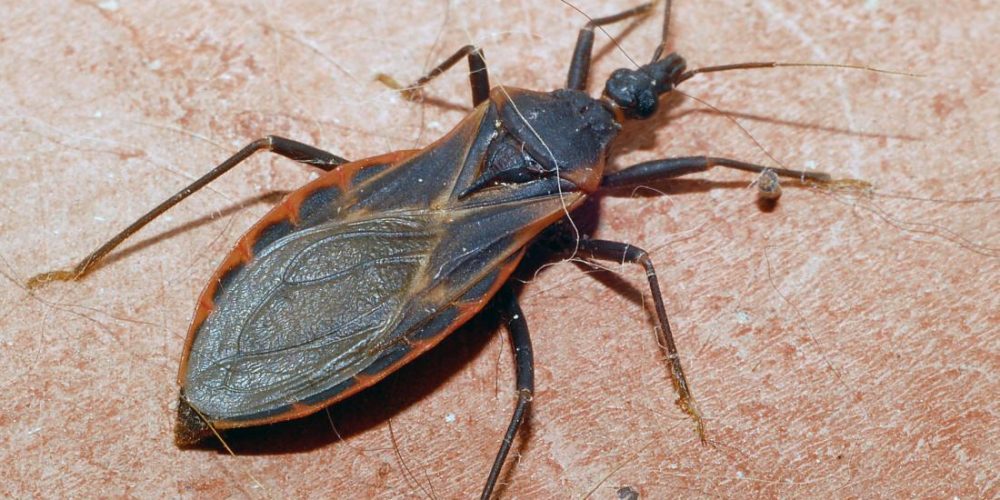 Kissing bug bites: Symptoms, risks, and treatments