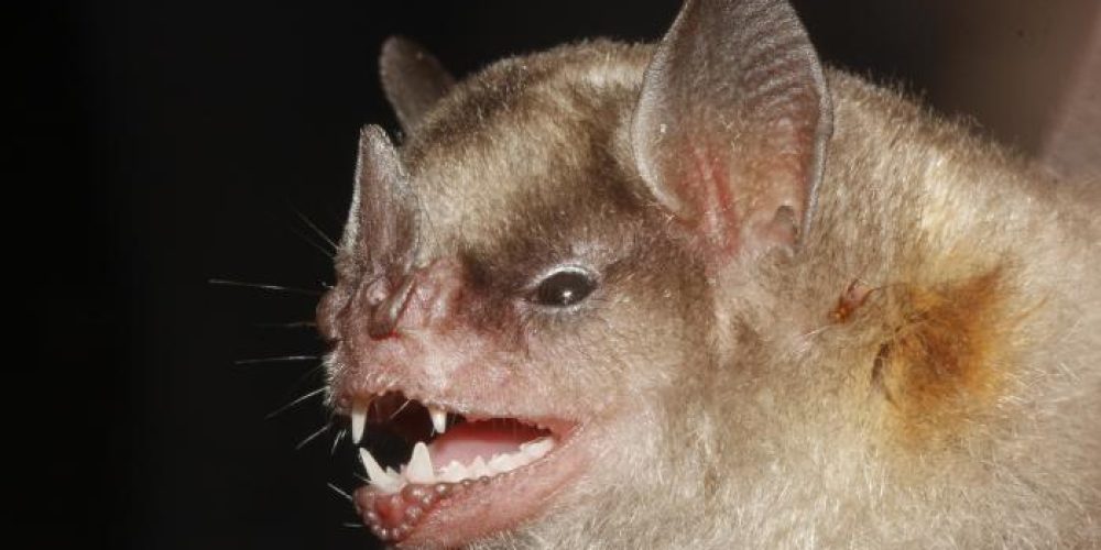 Bat flu virus may be capable of infecting human cells