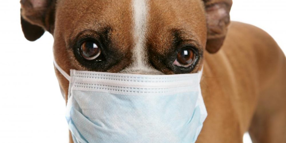 Could &#8216;dog flu&#8217; be the next pandemic?