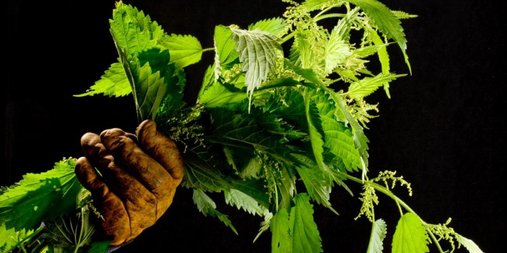 Stinging nettles: A new approach to cancer