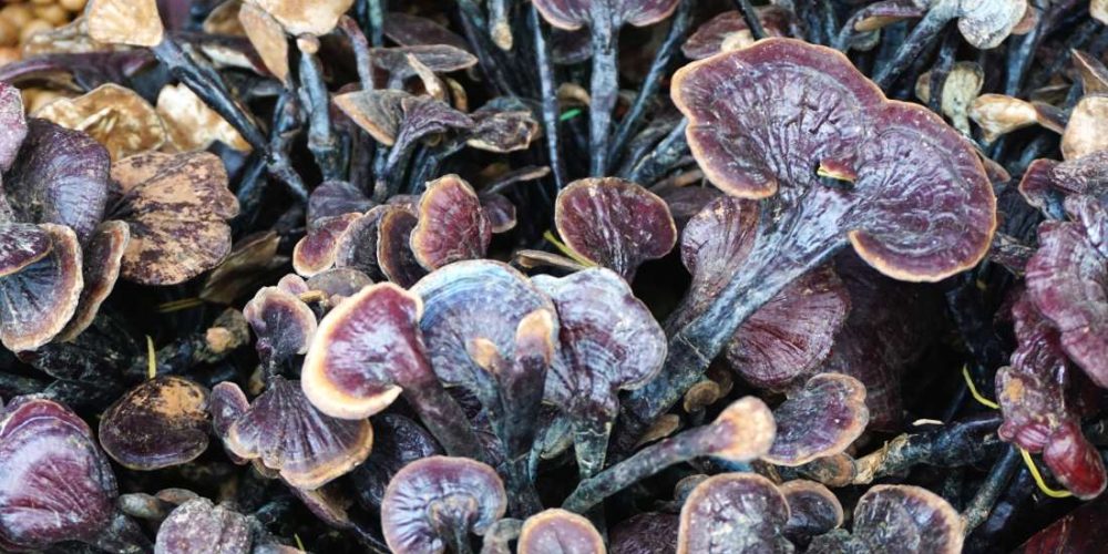 Everything you need to know about reishi mushrooms